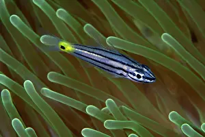 Cardinalfishes: Orchre-striped Cardinalfish