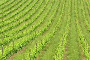 Viewed: Orderly rows of grape vines viewed from