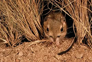 Dipodomys: OrdIs KANGAROO RAT