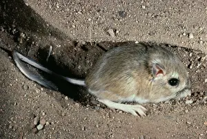 Dipodomys: OrdIs KANGAROO RAT - in burrow