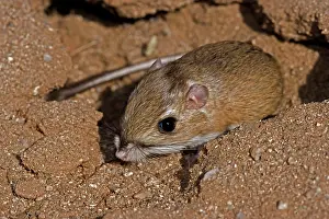 Dipodomys: Ord's Kangaroo Rat