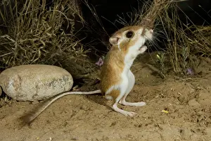 Dipodomys: Ord's Kangaroo Rat