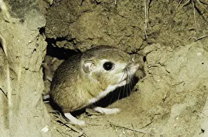 Leaving: Ord's Kangaroo Rat (Dipodomys ordii), adult leaving