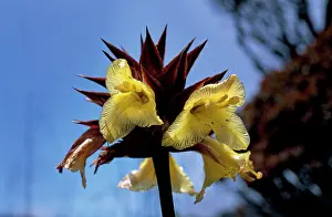 Roraima: Orectanthe sceptrum, Summit of Mount Roraima