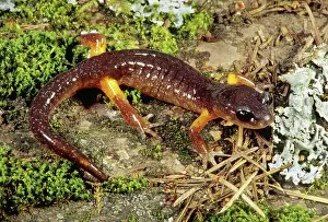 Radiation: Oregon Ensatina Salamander