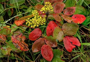 Whitefish: Oregon grape on wet day in spring in Whitefish, Montana