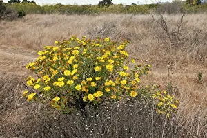 Stricta: Oregon Gumweed
