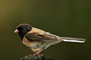 Hyemalis: Oregon Junco