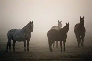 Ponderosa: Oregon, Seneca, Ponderosa Ranch, Horses