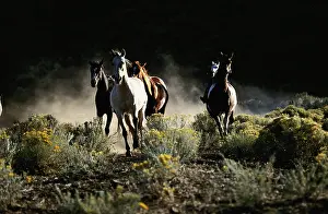 Ponderosa: Oregon, Seneca, Ponderosa Ranch, Running