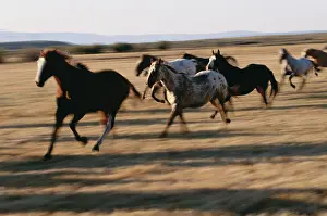 Ponderosa: Oregon, Seneca, Ponderosa Ranch, Running