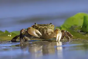 Crustacean: Oregon Shore Crab (Hemigrapsus oregonensis) walking across wet sand