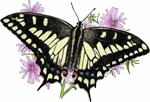 Bairdii: Oregon swallowtail butterfly