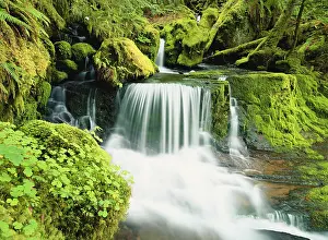 Willamette: Oregon, Waterfall in Willamette national