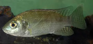 Tilapia: Oreochromis (Tilapia)Sniloticus