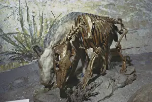 Mounted: Oreodont Fossil