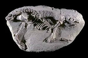 Tertiary: Oreodont Fossil