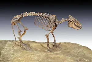Reconstruction: Oreodont Skeleton