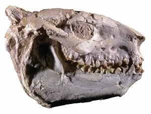 Ruminating: Oreodont Skull