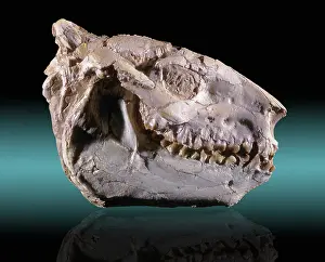 Ruminating: Oreodont Skull