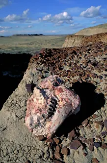 Oreodont: Oreodont skull