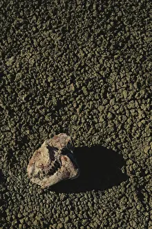 Dakota: Oreodont Skull