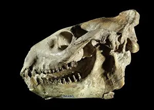 Tertiary: Oreodont Skull