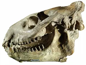 Beds: Oreodont Skull