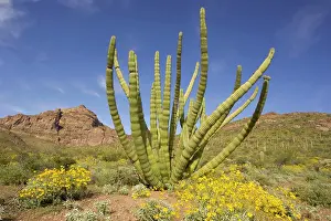 Stenocereus: Organ Pipe Cactus