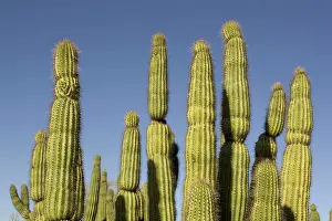 Stenocereus: Organ Pipe Cactus