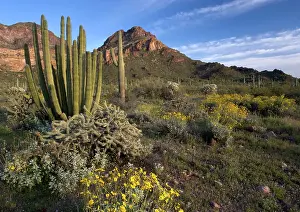 Brittlebush: Organ Pipe Cactus - with bristlebush, Opuntia spp & Lupines