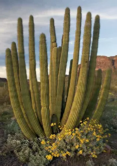 Brittlebush: Organ pipe cactus, with brittle bush in flower