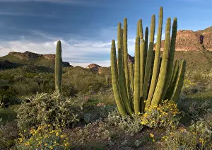 Brittlebush: Organ pipe cactus, with brittlebush in flower (Encelia