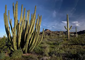 Brittlebush: Organ Pipe Cactus - with brittlebush, Opuntias