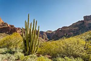 Stenocereus: Organ Pipe cactus and double arches at Arch Canyon