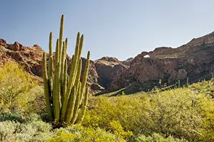Pipe: Organ Pipe cactus and double arches at Arch Canyon