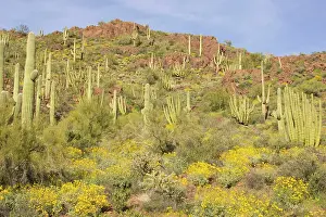 Saguaros: Organ Pipe Cactus and Giant Saguaro (Carnegiea gigantea)