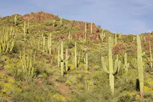 Saguaros: Organ Pipe Cactus and Giant Saguaro (Carnegiea gigantea)
