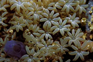 Musica: Organ Pipe Coral