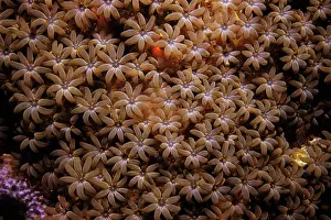 Musica: Organ Pipe Coral