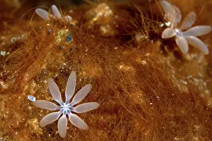 Musica: Organ Pipe Coral