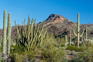 Stenocereus: Organ Pipe and saguaro cactus with Tillotson Peak