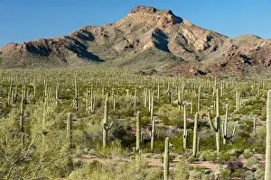 Pipe: Organ Pipe and saguaro cactus with Tillotson Peak