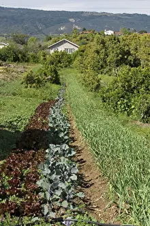 Barbara: Organic Alley Farming, California