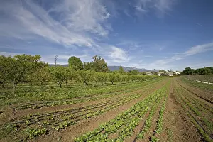 Barbara: Organic Alley Farming, California