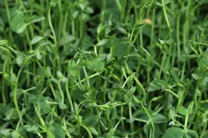 Sprouts: Organic Buckwheat Sprouts