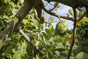 Ripening: Organic Cherimoya