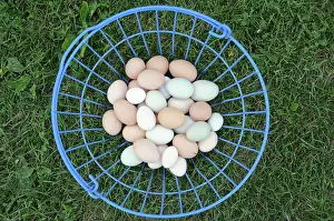 Protein: Organic Eggs in a Basket