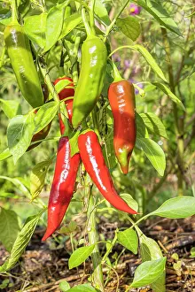 Cycle: Organic Gorria pepper (Espelette type)