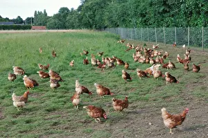 C Tes: Organic laying hens on their way outside Britain